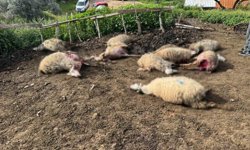 Aydın'da kurt saldırısı vatandaşları tedirgin etti