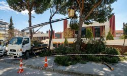 Efeler'de yüksek çam ağaçları bakıma alındı