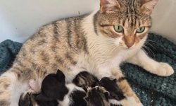 Germencik'te can dostlar yeni yuvalarını arıyor