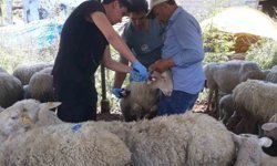 Karpuzlu'da küçükbaş hayvanlar kayıt altına alınıyor
