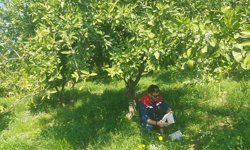 Koçarlı'da Akdeniz meyve sineğine karşı tuzaklı takip sürüyor