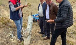 Koçarlı'da üreticilere 'Cevizde Aşılama' eğitimi verilecek