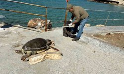 Kuşadası Körfezi'nde 'deniz kaplumbağası' alarmı