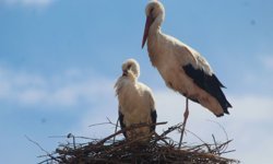 Kuşadası'nda 40 yıl sonra leylek sevinci