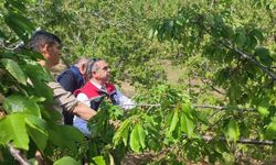Aydın'da dolu vurdu, zarar gören tarım arazileri yerinde incelendi