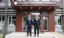 Aydın'da kestane ağaçları biyolojik mücadele ile korunuyor