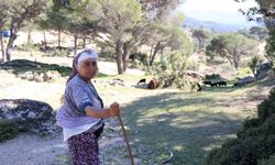 Beşparmak Dağları'nda çobanlığı terk etmeyen sadece Rukiye bacı kaldı