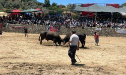 Germencik’te boğa güreşi festivali nefes kesti