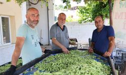 Aydın'ın bamyası Türkiye'nin dört bir yanına gönderiliyor