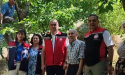 Aydın'da kiraz hasadı sürüyor