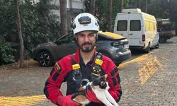 Üç gündür ağaçta mahsur kalan kedi kurtarıldı