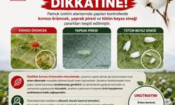 Aydınlı pamuk üreticilerine zararlı uyarısı