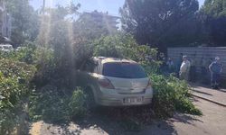 Seyir halindeki otomobilin üzerine ağaç devrildi