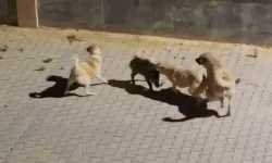 Kangalın saldırdığı yaban domuzunu sürüsü kurtardı