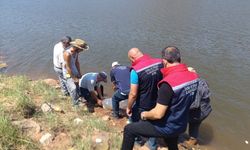 Sazan yavruları Başçayır Göleti'nde suyla buluştu