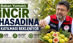 Bakan Yumaklı’nın incir hasadına katılması bekleniyor