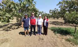 Aydın incirinin kalitesi için sahada sıkı takip