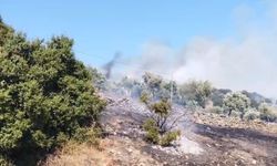 Çine'de zirai alanda yangın