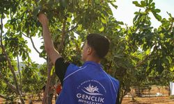 Germencik'te gönüllü gençler incir hasadına katıldı