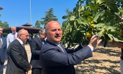 Aydın’a 100 Milyon TL’lik İncir Yatırımı Yapılacak