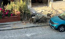 Domuz sürüsü mahalleye indi, vatandaşlar tedirgin oldu