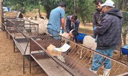 Köşk'te koyun ve keçiler sağlık taramasından geçiriliyor