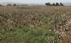 Aydın pamuğu yağmura hazırlıksız yakalandı