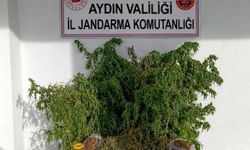 İncirliova'daki uyuşturucu baskınında 47 kök kenevir ele geçirildi