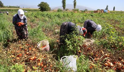 Sıcak hava domatesi vurdu