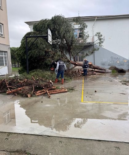 Okul bahçesindeki çam ağaçları kuvvetli rüzgara dayanamadı