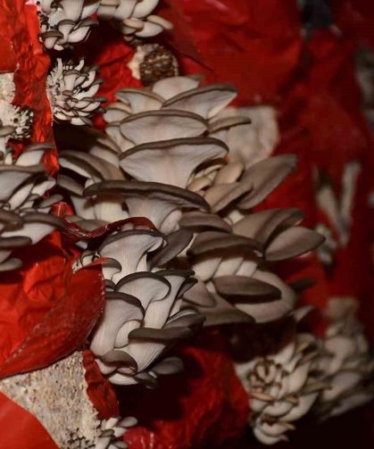 Sultanhisar'da mantar yetiştiriciliği kursu açılıyor