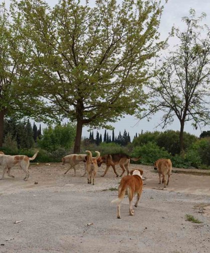 Aydın'da sokak köpeği sorunu devam ediyor
