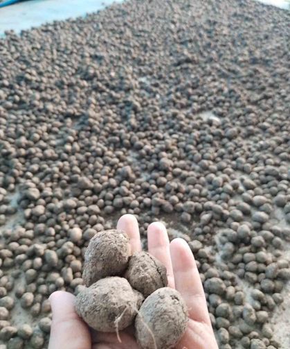 Bozdoğan'da salep hasadı kontrol altında