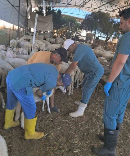 Köşk'te küçükbaş hayvanlara yönelik kimliklendirme çalışmaları sürüyor