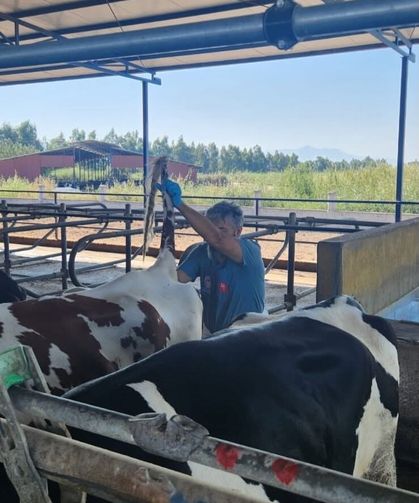Söke'de hastalıktan ari işletmelerde rutin sağlık kontrolleri sürüyor