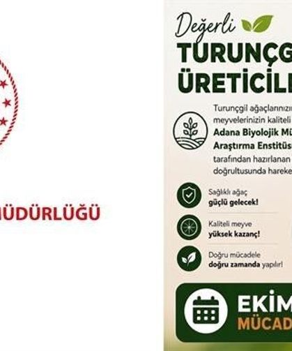 Aydın'da turunçgil bahçeleri için Ekim ayı mücadele planı açıklandı