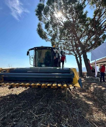 Koçarlı'da ayçiçeğindeki hibe desteği meyvesini verdi, ürünler hasat edildi