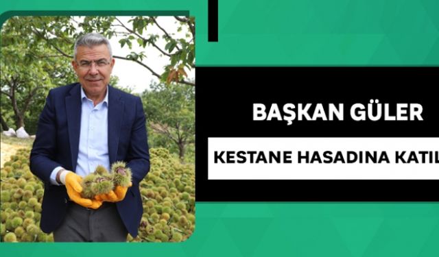 Başkan Güler kestane hasadına katıldı