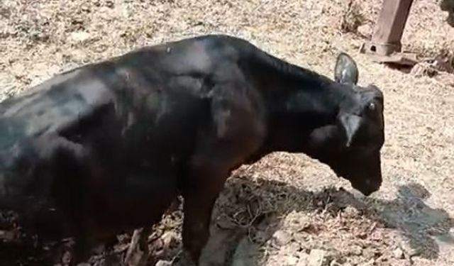 5 metrelik kuyuya düşen inek, kepçeyle kurtarıldı