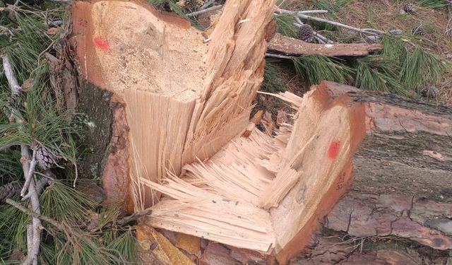 Germencik Habipler Köyü’nde ormanlık alanda kesilen ağaçlarla ilgili soruşturma başlatıldı