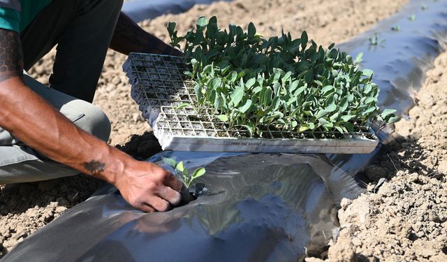 Adabahçe bu kış da sofralara lezzet ve bereket katacak