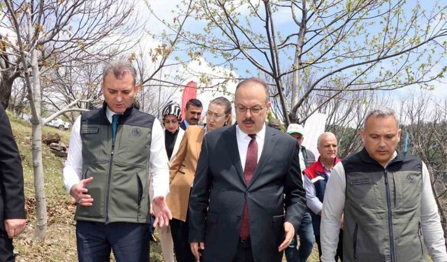 Aydın’da Kestane zararlısına karşı biyolojik mücadele