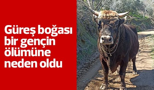 Aydınlı genç boğa saldırısında hayatını kaybetti