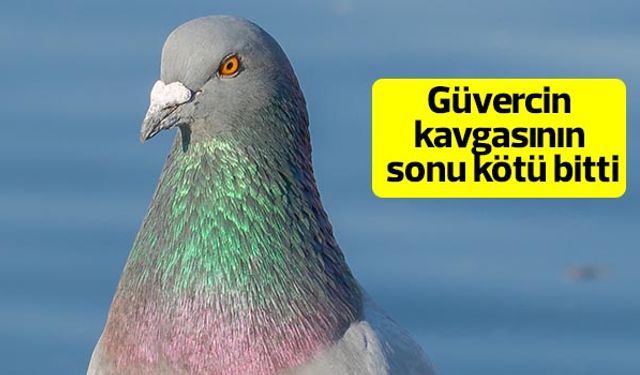 Aydın'da güvercin kavgası kanlı bitti