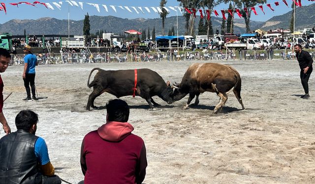 İncirliova'da pehlivan boğalar arenaya çıktı
