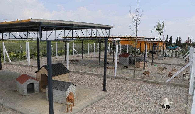 Söke Belediyesi iki aylık süreçte 170 hayvanın tedavi ve kısırlaştırmasını yaptı