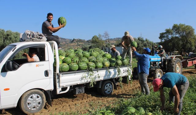 Aydın karpuzu için pazarcılar gün doğmadan sıraya giriyor