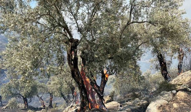 Aydın’da zirai alandaki yangın büyüyor