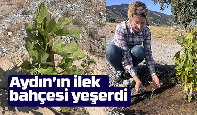 Aydın’ın ilek bahçesi yeşerdi