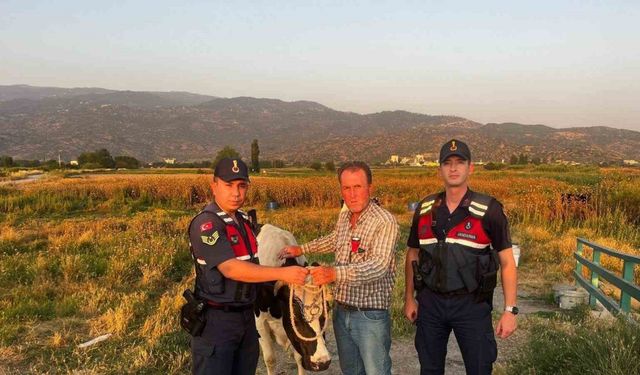 Çalınan hayvanı jandarma bularak sahibine teslim etti